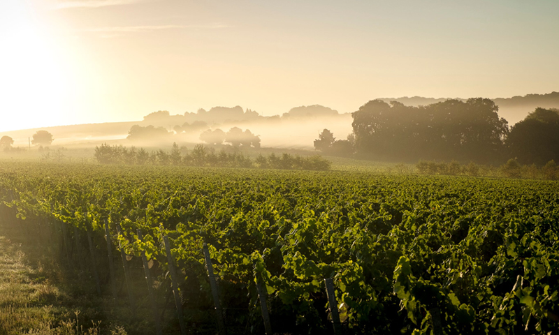 Nyetimber_OpenDays_2014
