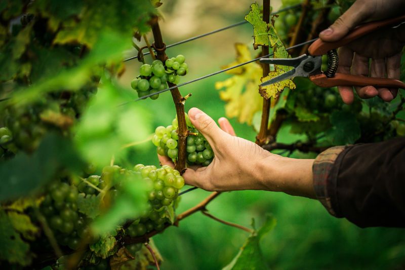 webimage-7CBE2526-3A02-4A4A-9472E8CA56E5178B