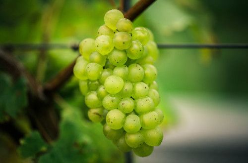 a vine of green grapes hanging from a tree