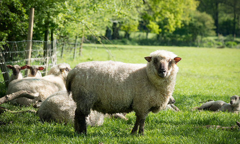 Nyetimber_Shepherd_2016_2