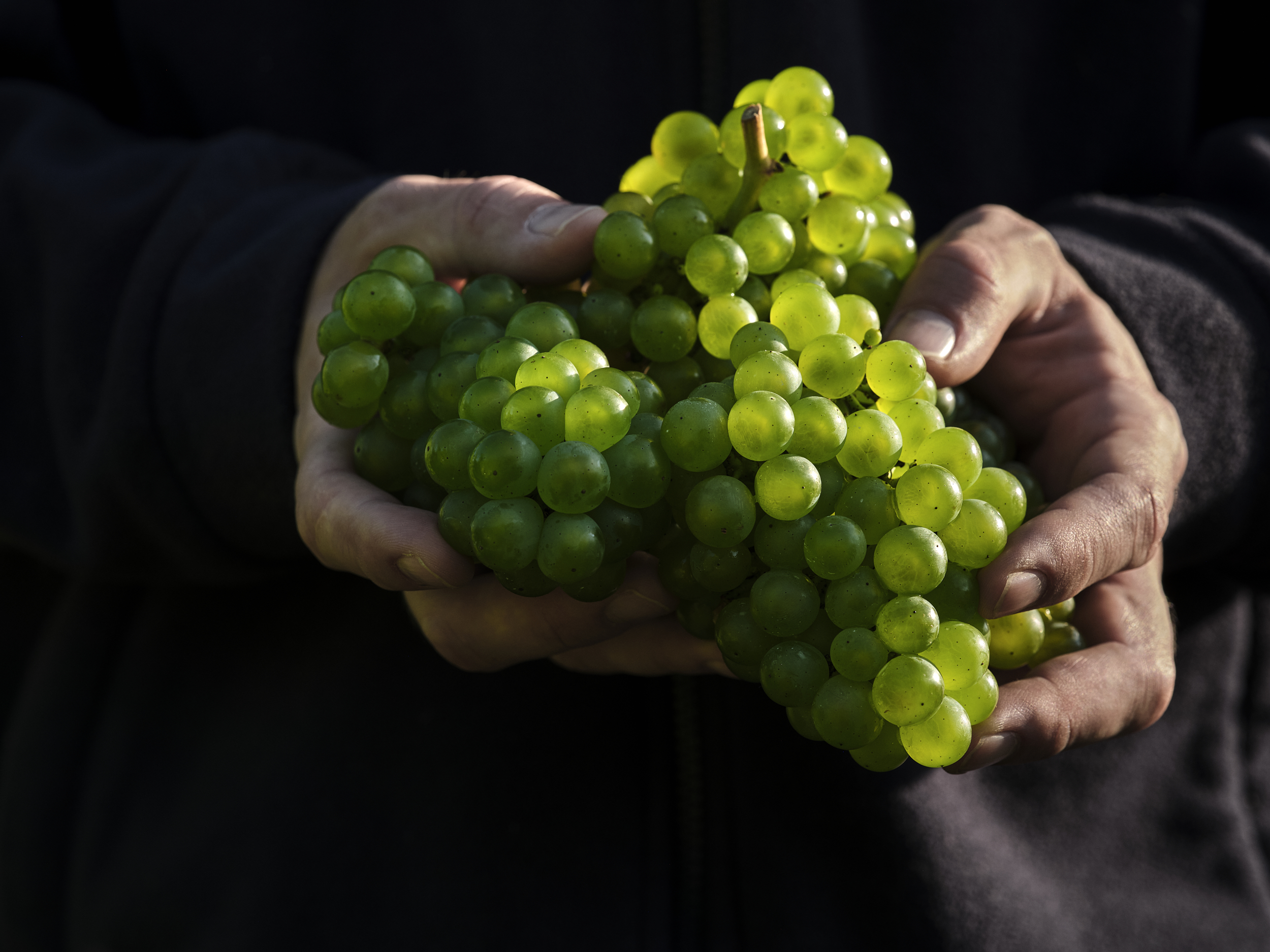 Nyetimber Harvest