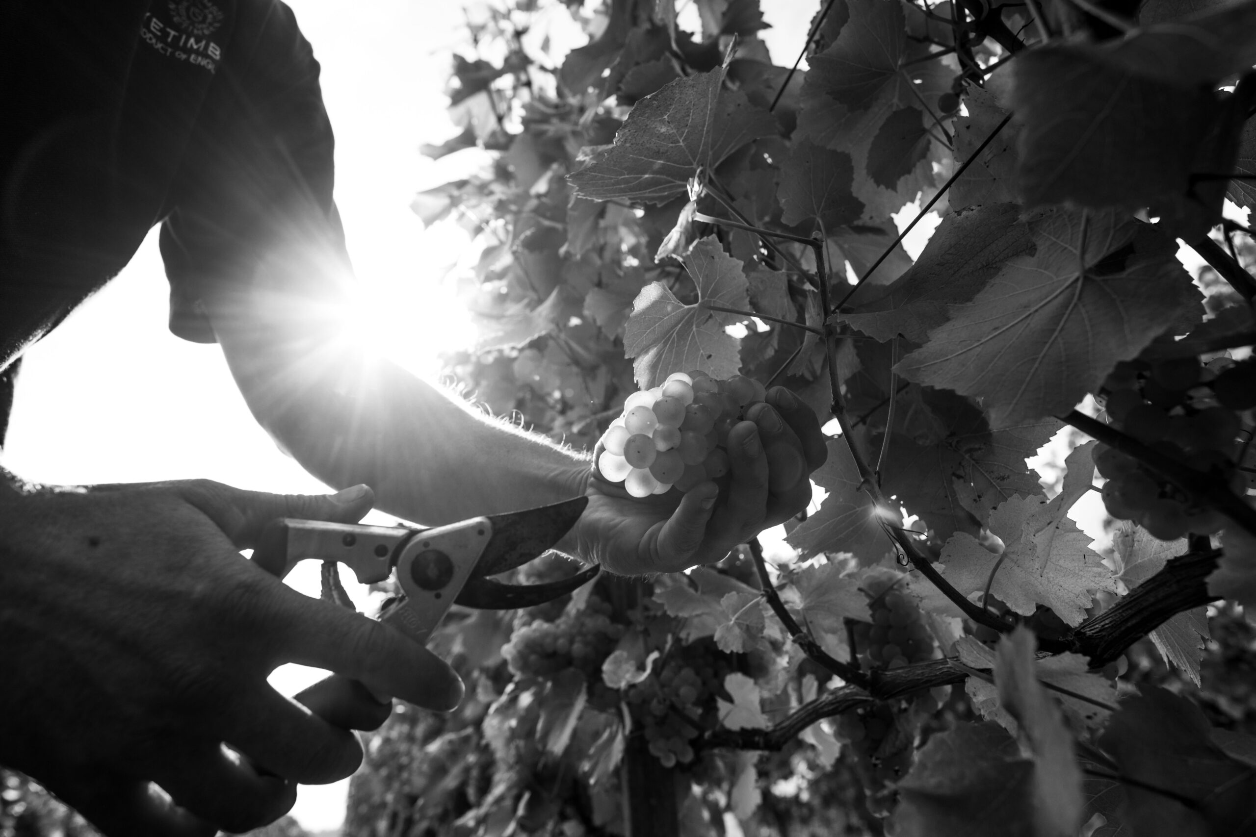 Harvest Image website