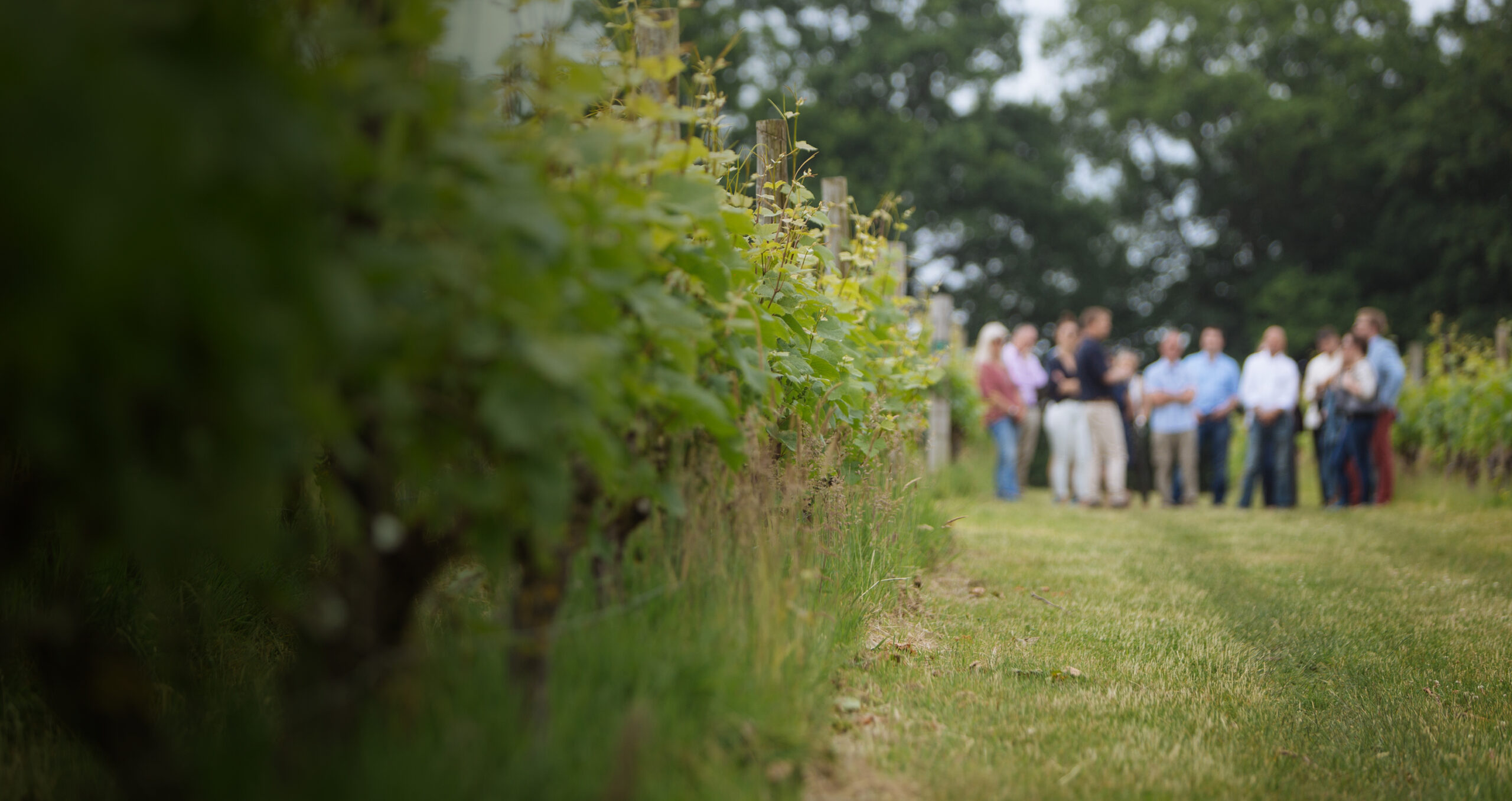 Nyetimber-Experiences-Open-Day-Main