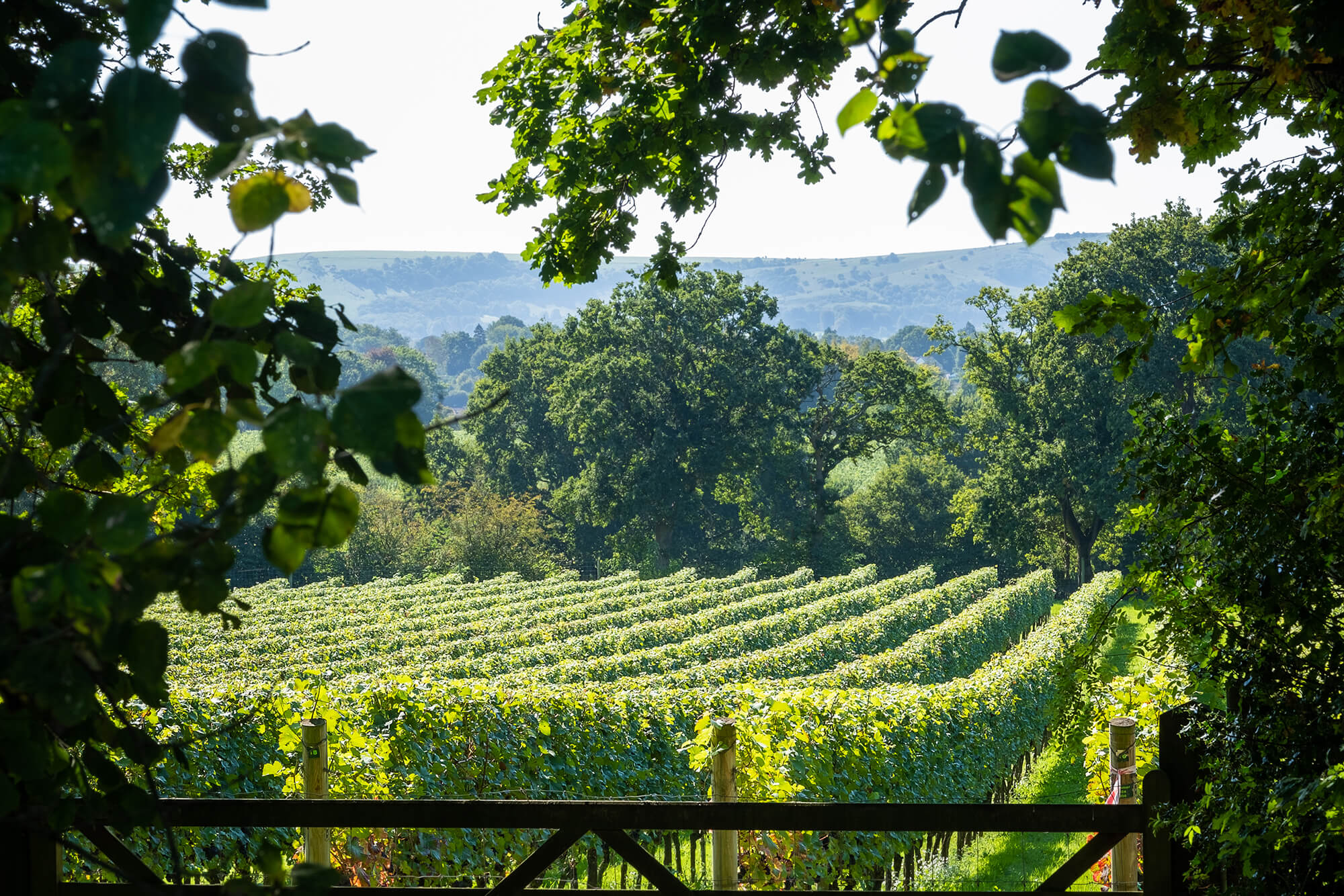 NYET18-13SEPT-074a (1)