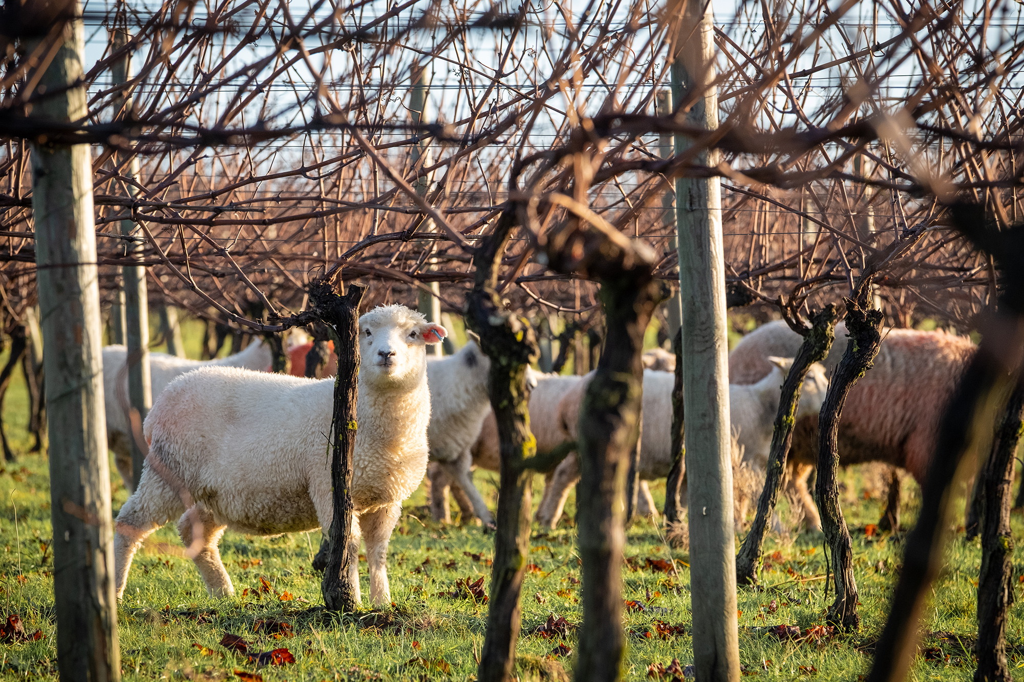 Nyetimber Our Story – Organic Trial