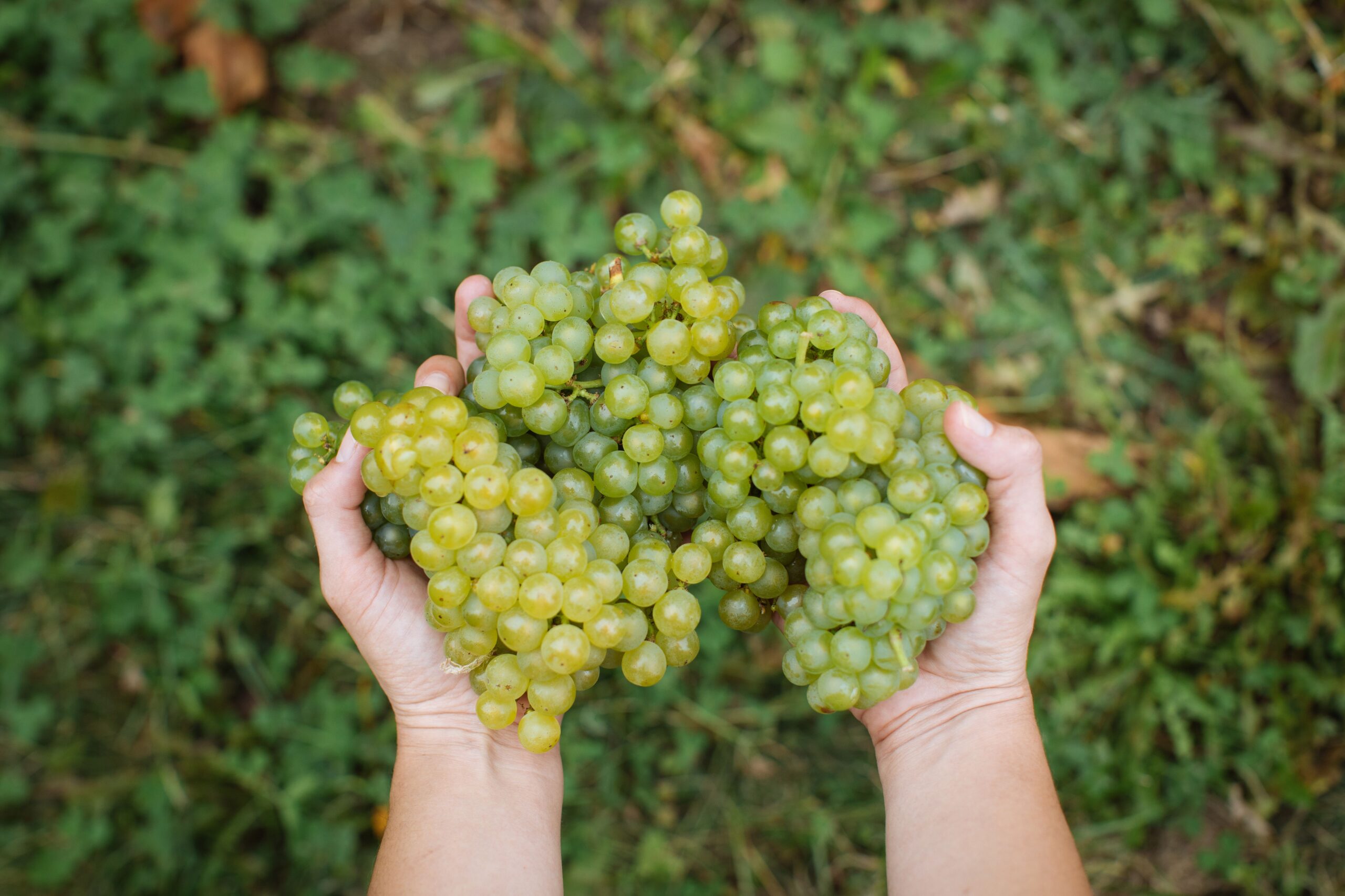 Grapes