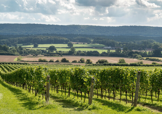 Nyetimber_OpenDays_Vineyard-571×400