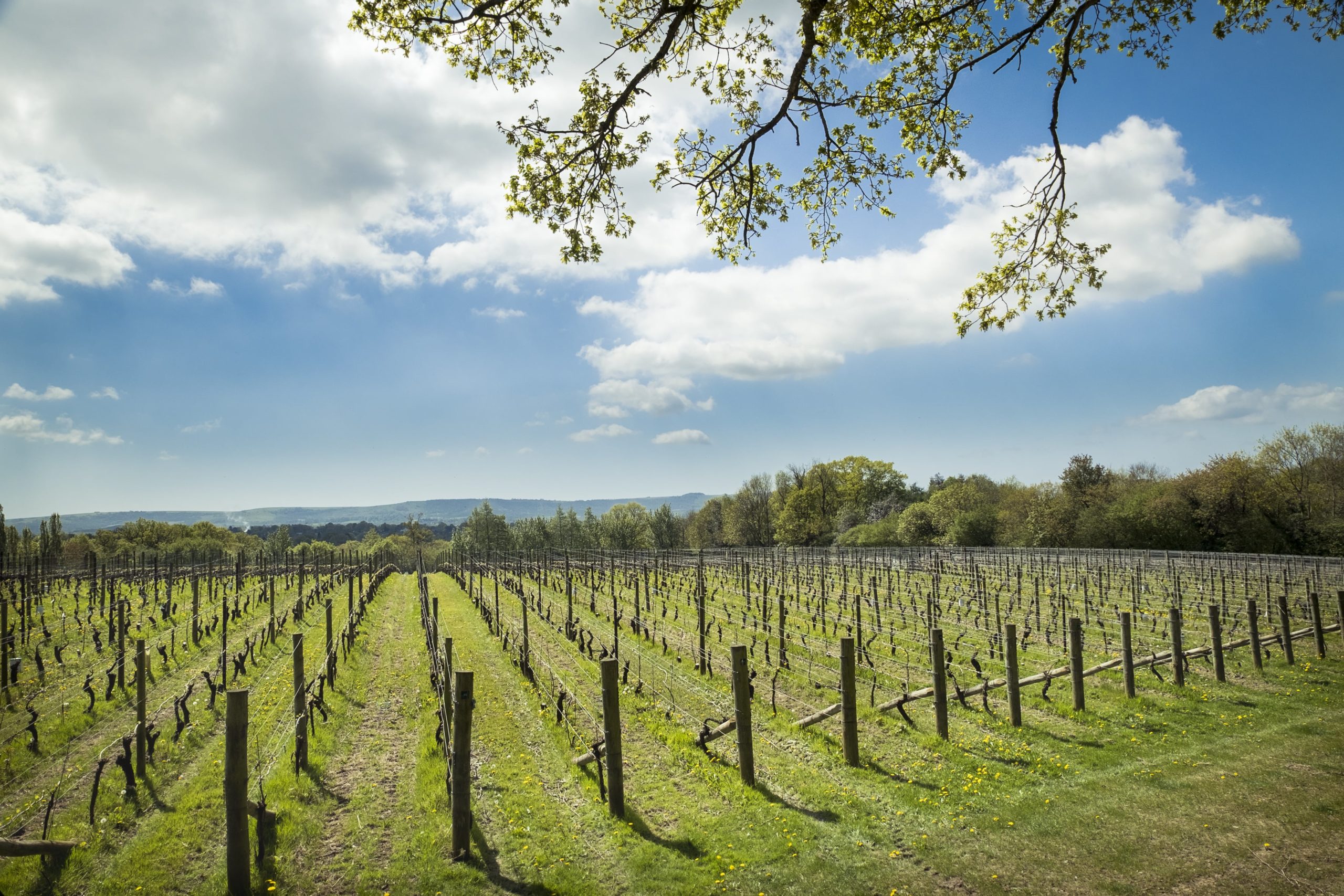 Nyetimber Vineyard ENgland