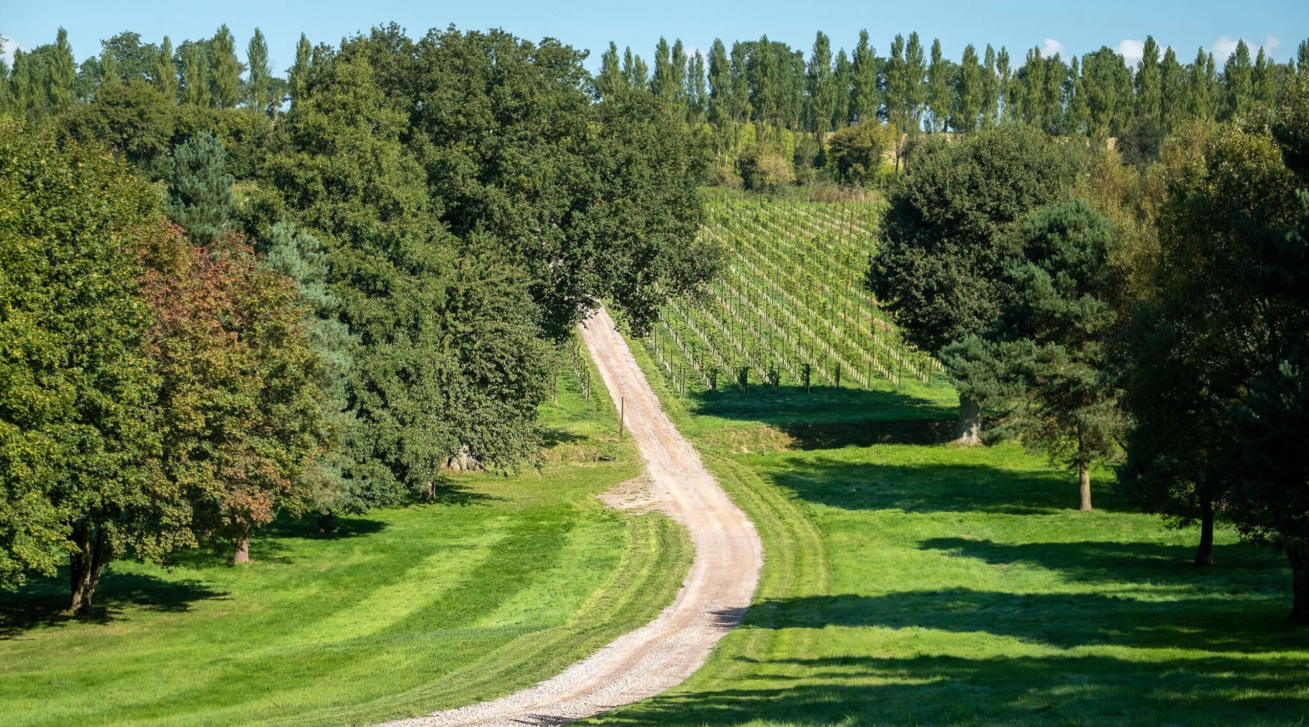 理想的なテロワールの恩恵を受ける英国南部にあるナイティンバーの自社畑