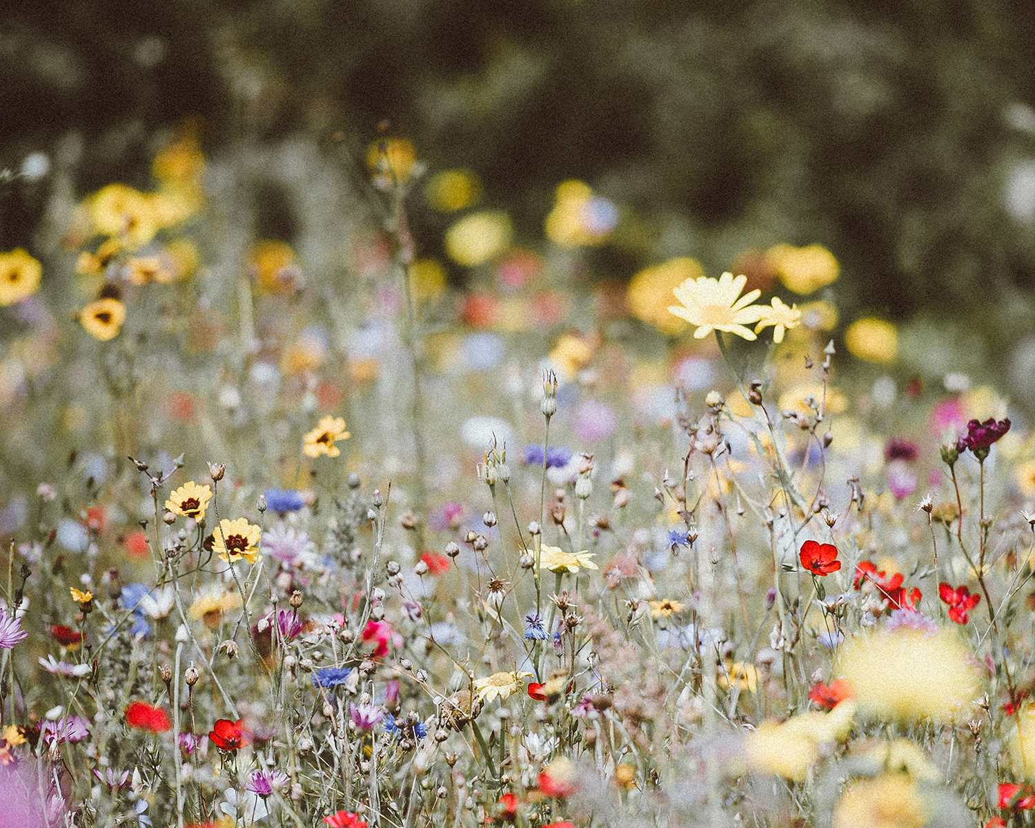 Meadow
