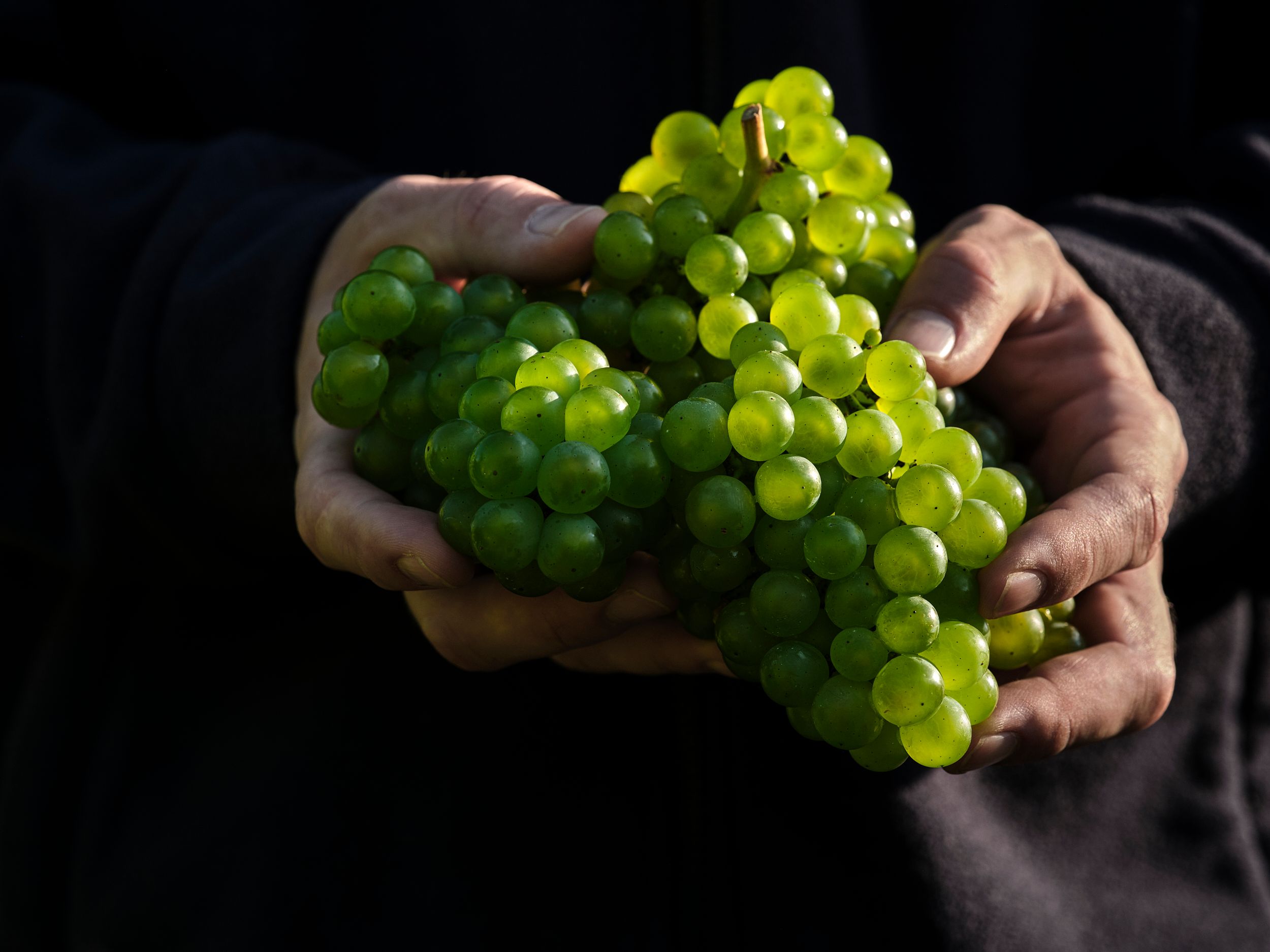 Harvest grapes
