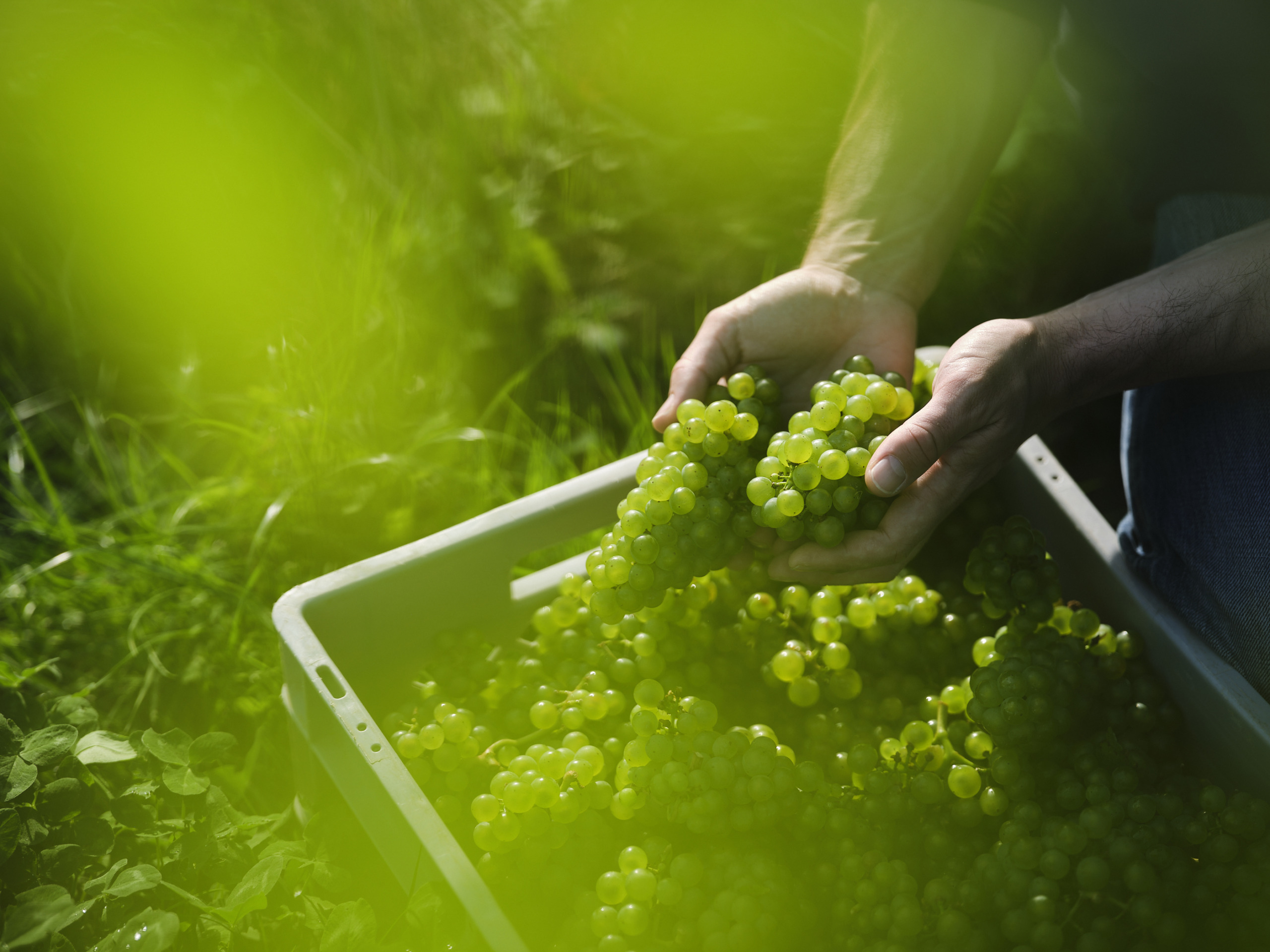 Nyetimber_140922_0740