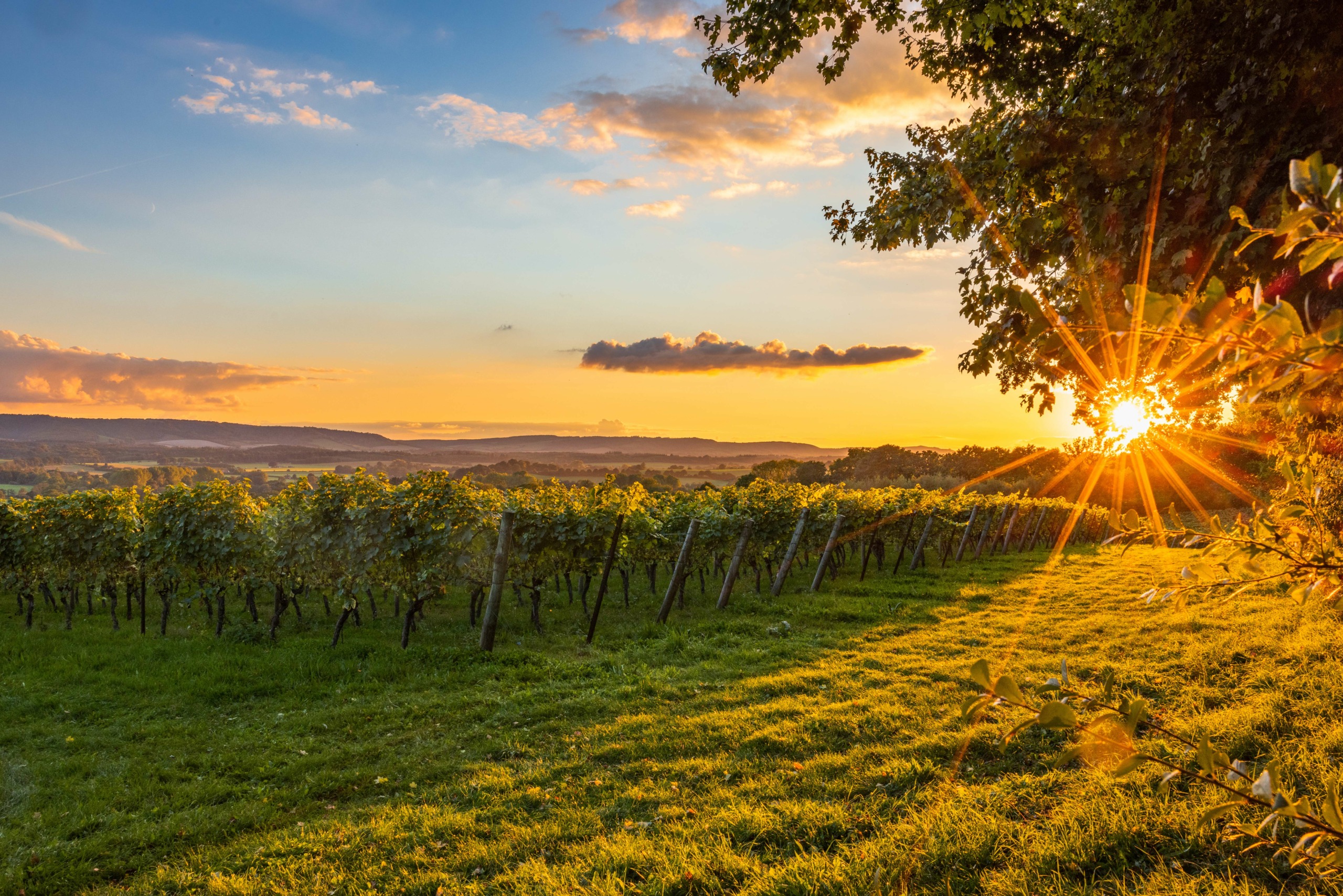 Tillington Vineyard Sunset