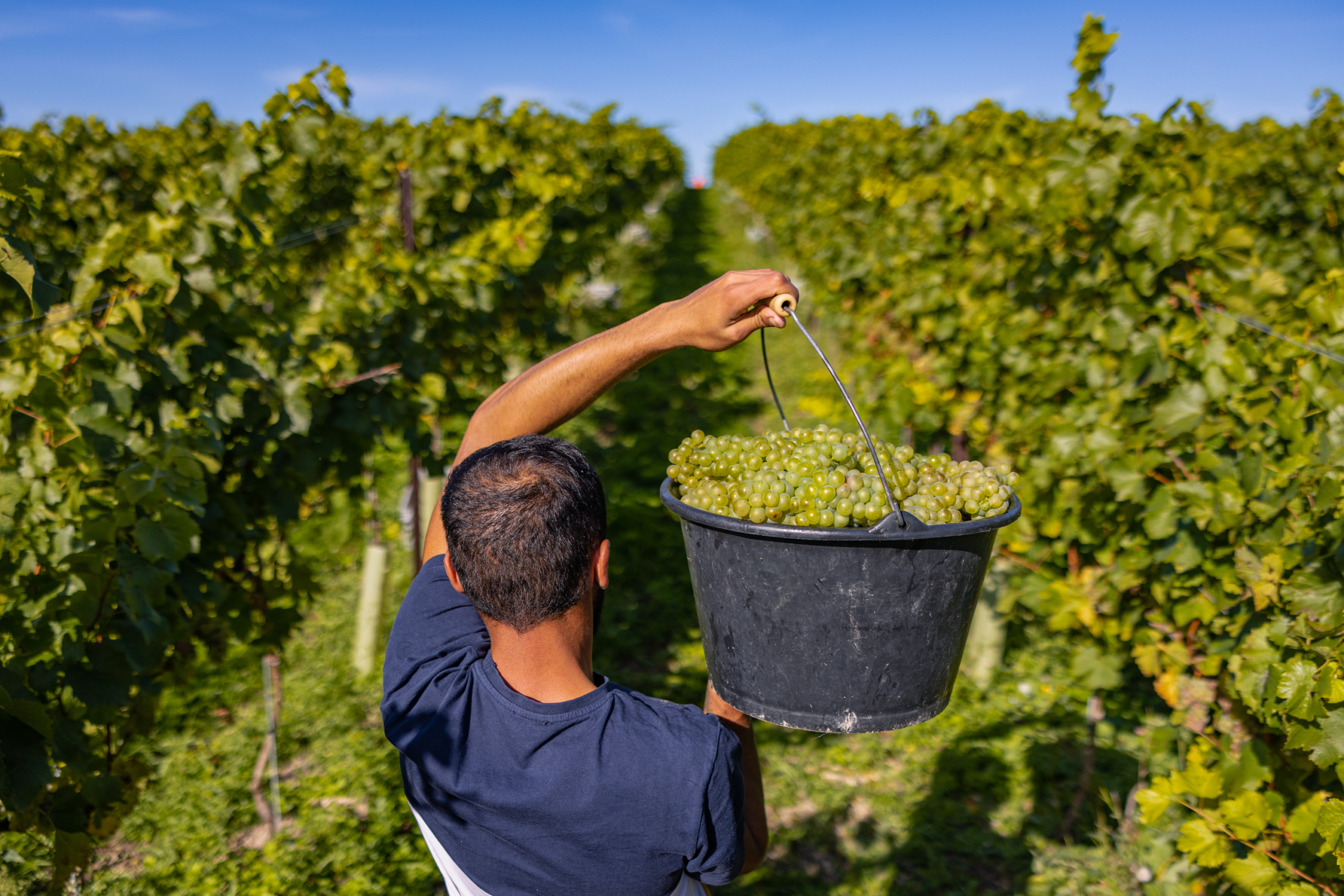 amberley-harvest-46