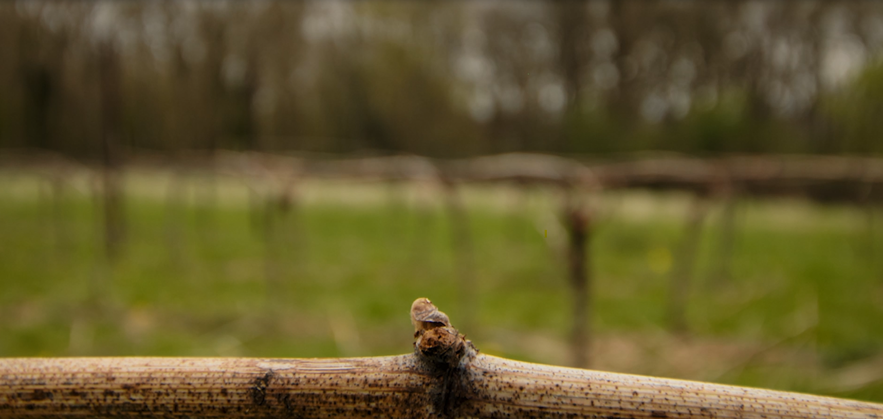 Budburst at the Vineyard